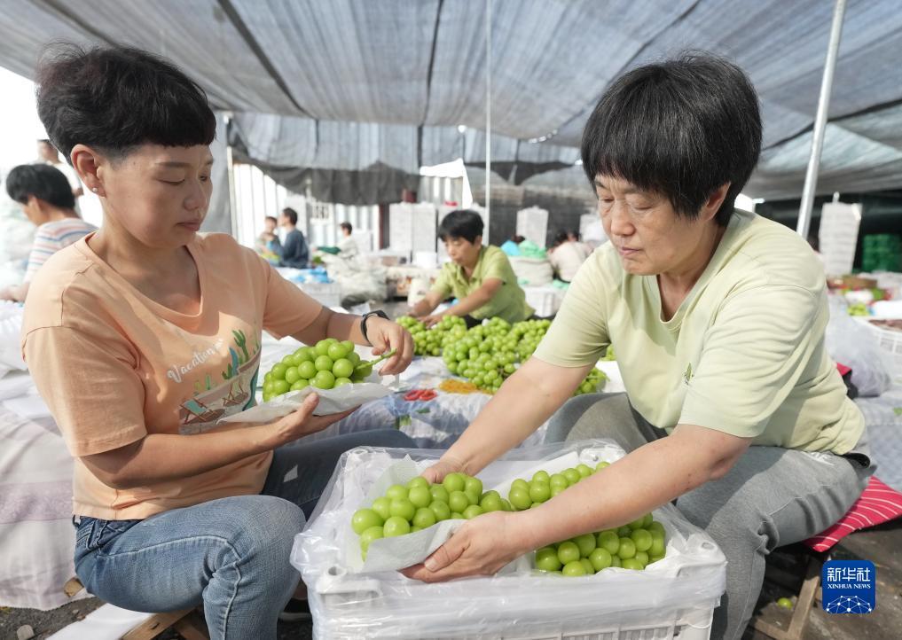 禅游游戏捕鱼